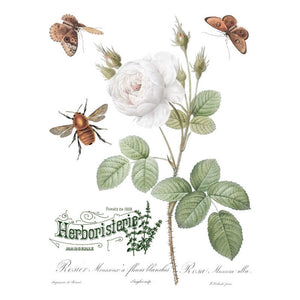 IOD Decor Transfer Brocante