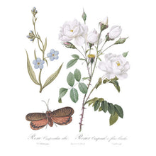 Load image into Gallery viewer, IOD Decor Transfer Brocante